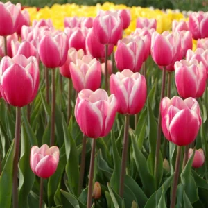 Тюльпан  Jumbo Beauty, 12+