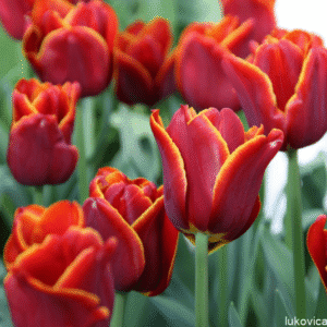 Тюльпан Auckland, 12+