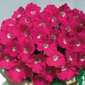Петунія Rose with White Eye (ДР)