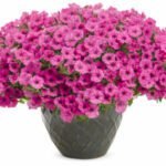 Mini Vista Hot Pink ( Мвр)