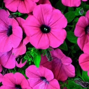 Tidal Hot pink ( 5 )