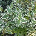 Дерен білий Sibirica Variegata Дерен білий Sibirica Variegata