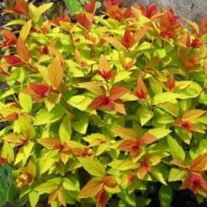 Спірея японська Голд флейм