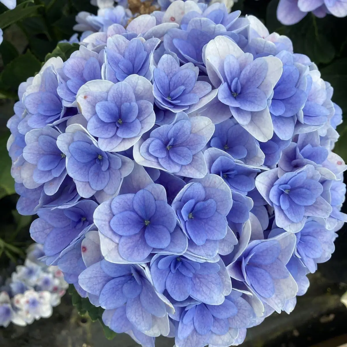 Гортензія крупнолиста Florentina Blue (FlB) Гортензія крупнолиста Florentina Blue (FlB)