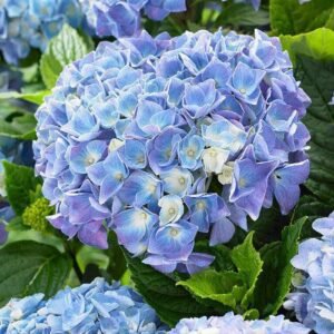Гортензія крупнолиста Marine Blue (MB)