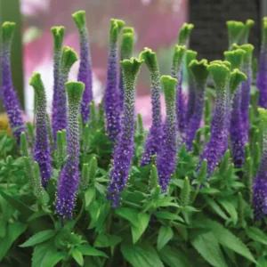 Вероніка Крістата (Сhristata)