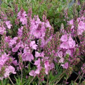 Вероніка простерта рожева