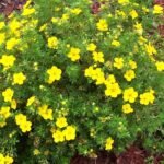 Лапчатка (перстач) жовта