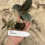 Фікус Belize Фікус Belize