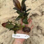 Фікус Robusta Фікус Robusta