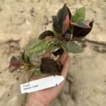 Фікус Tineke Фікус Tineke