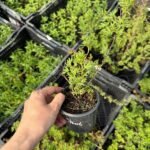 Лапчатка (перстач) жовта