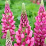 Люпин рожевий legendary Rose Люпин рожевий legendary Rose