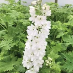 Дельфініум Lilac White Bee Дельфініум Lilac White Bee