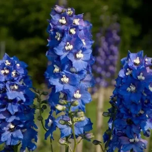 Дельфініум Dark Blue White Bee Дельфініум Dark Blue White Bee