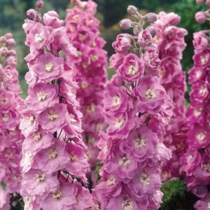 Дельфініум Lilac Pink White Bee Дельфініум Lilac Pink White Bee