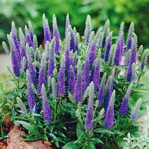 Вероніка Indigo Blue