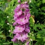 Дельфініум Astolat