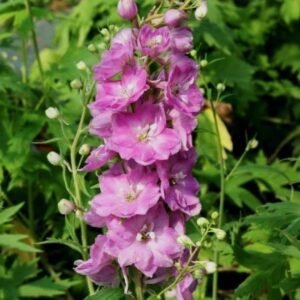 Дельфініум Astolat