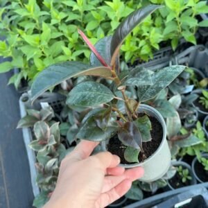 Фікус Robusta Фікус Robusta