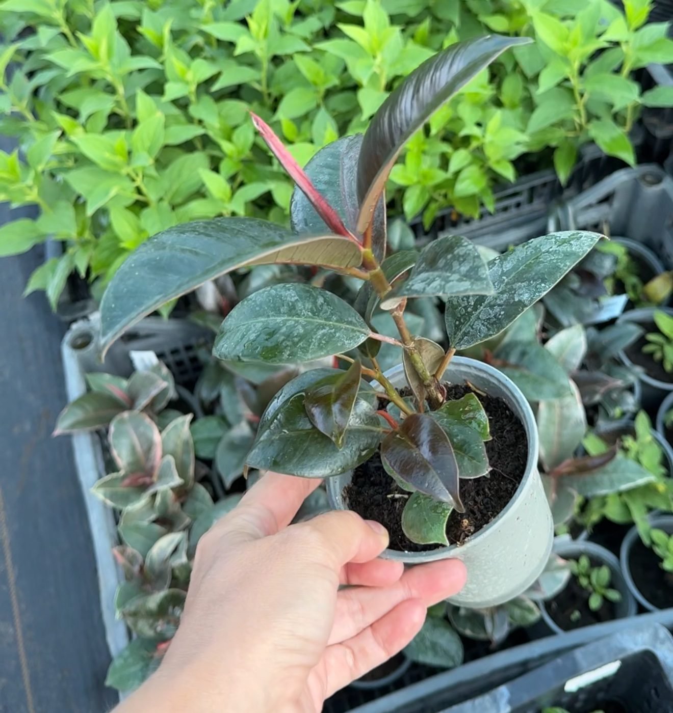 Фікус Robusta Фікус Robusta