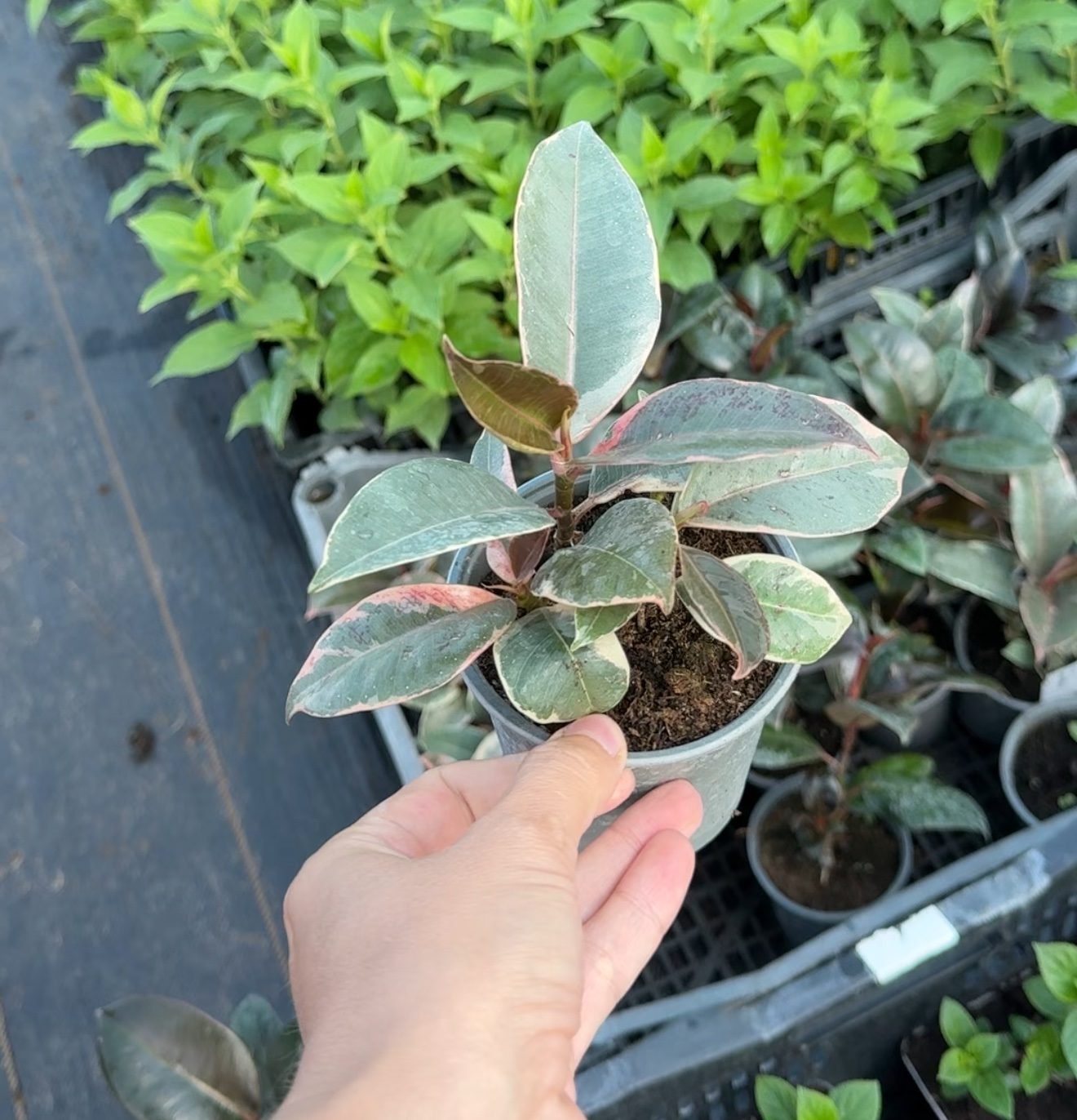 Фікус Belize Фікус Belize