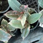 Фікус Tineke Фікус Tineke