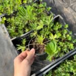 Люпин жовтий Yellow shades Люпин жовтий Yellow shades