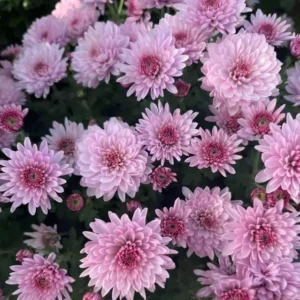 Мультифлора Bransound Pink