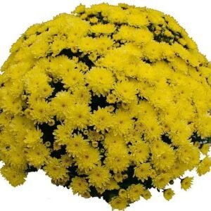 6 мультифлора Branfountain Yellow
