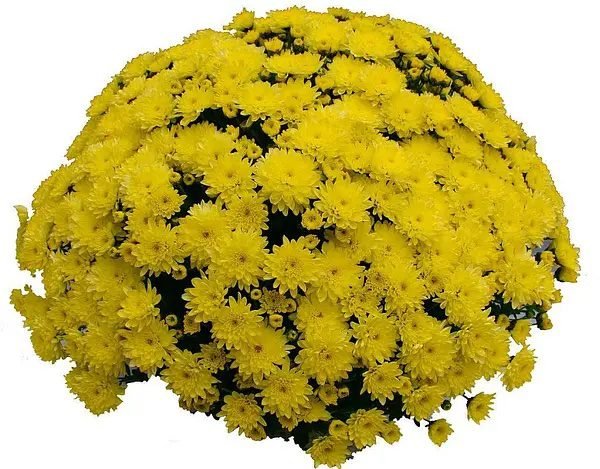 2 мультифлора Brandsoung Yellow