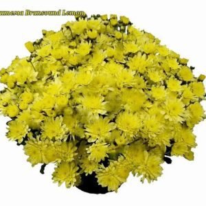 3 мультифлора Bransound Lemon