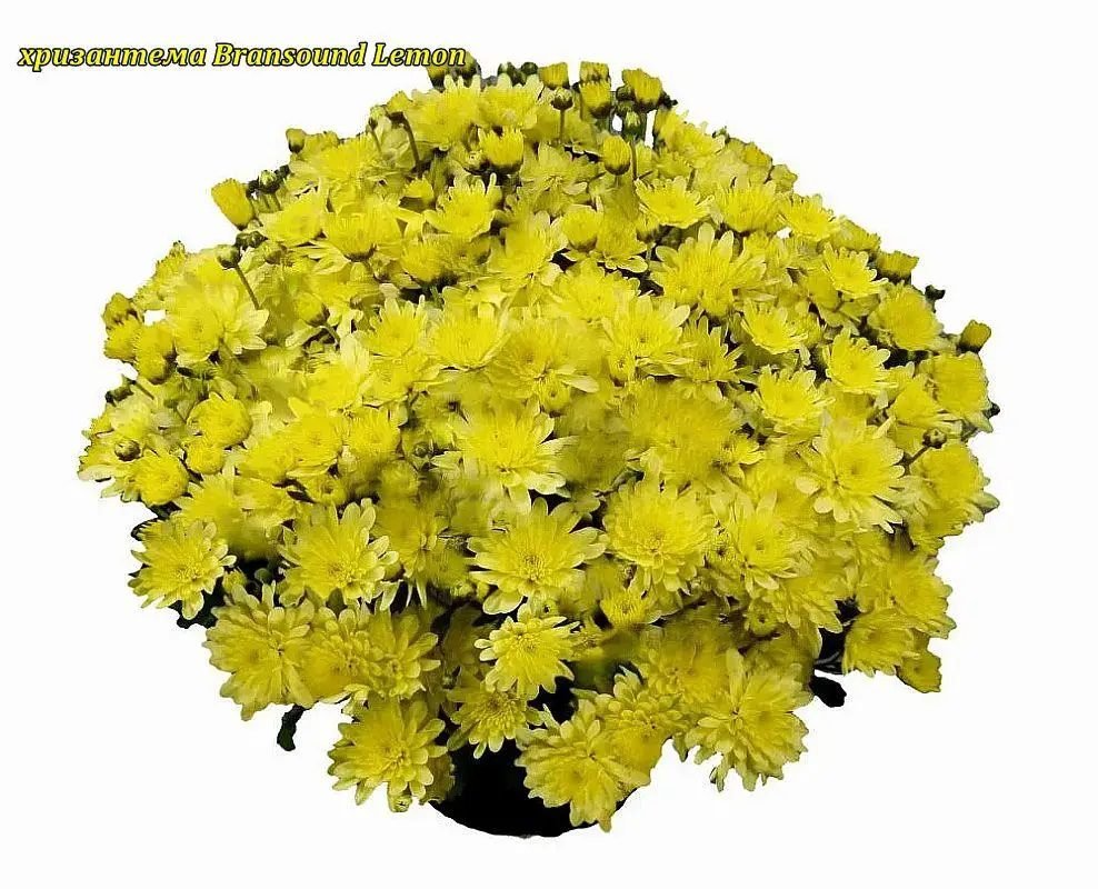 3 мультифлора Bransound Lemon