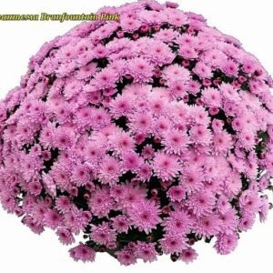 4 мультифлора Branfountain Pink