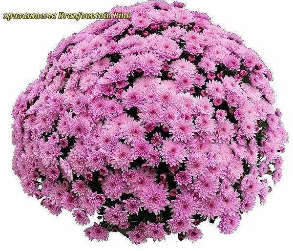4 мультифлора Branfountain Pink