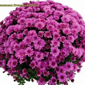 5 мультифлора Bransound Purple