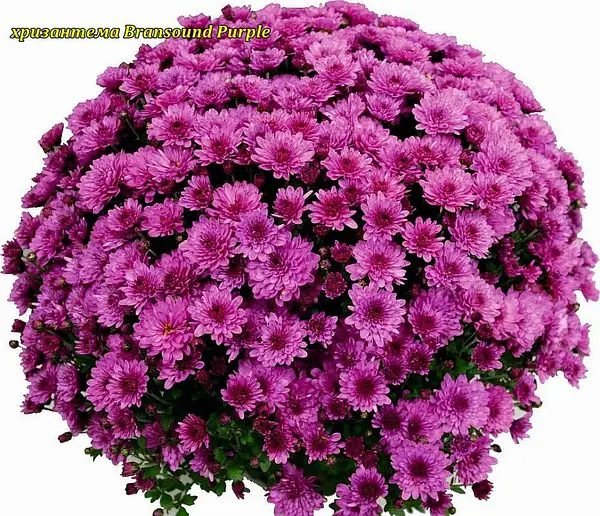 5 мультифлора Bransound Purple
