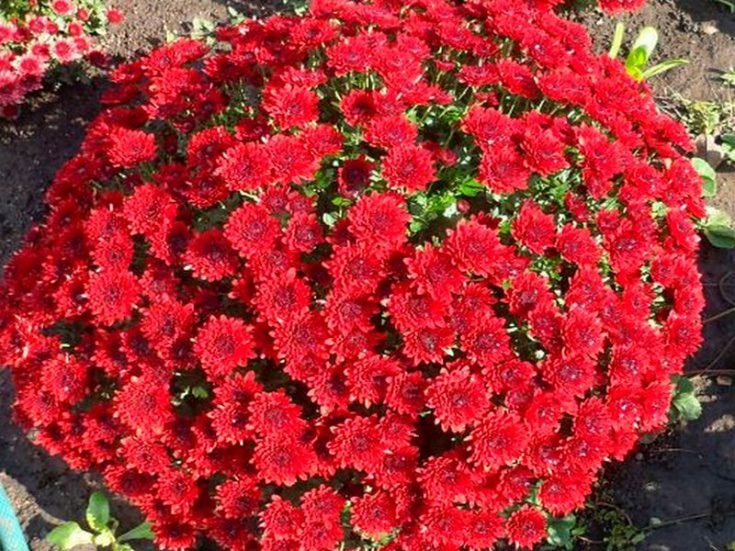 7 мультифлора branroyal scarlet