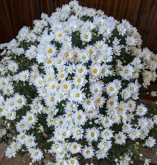 8 мультифлора Вranroyal white