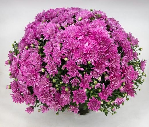 9 мультифлора Branangel Pink