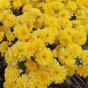 10 мультифлора Branmaya yellow