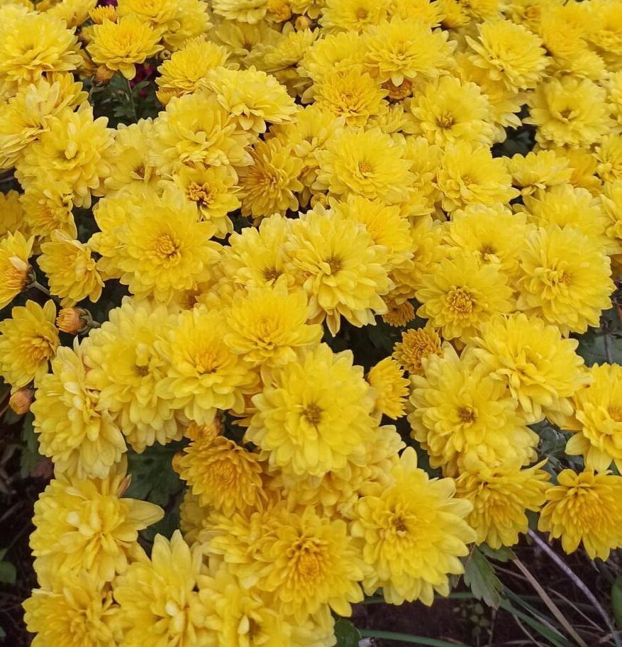 10 мультифлора Branmaya yellow