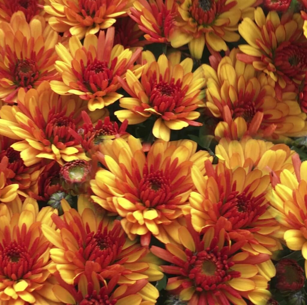 11 мультифлора Flame Bicolor