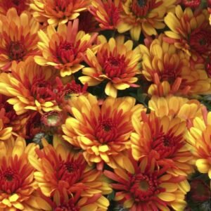 11 мультифлора Flame Bicolor 11 мультифлора Flame Bicolor