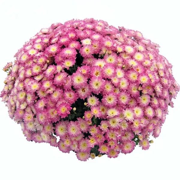15 мультифлора Shore Appleblossom