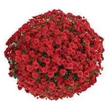 16 мультифлора Seaside Red