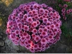17 мультифлора lagun purple