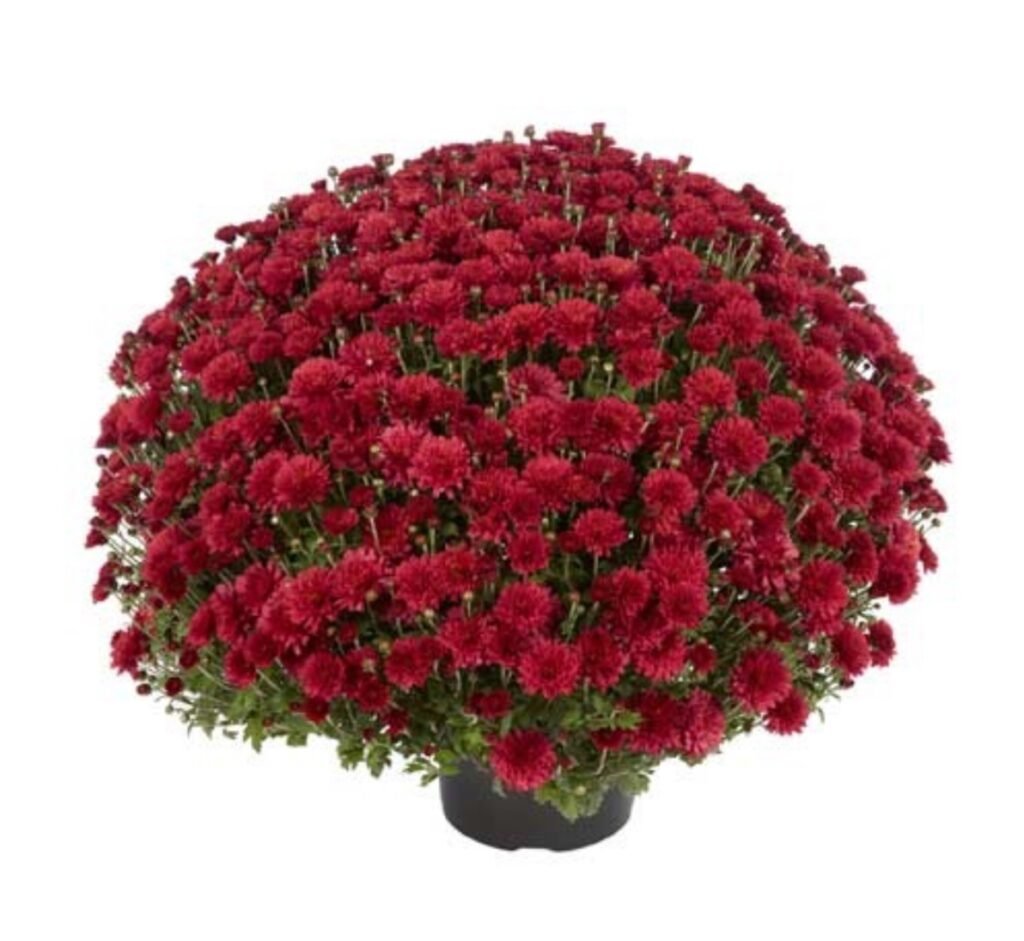 18 мультифлора Flamingo Cranberry