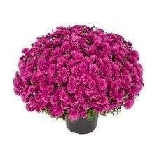 21 мультифлора branroyal pink