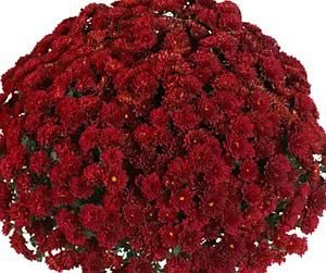 22 мультифлора fiesta red